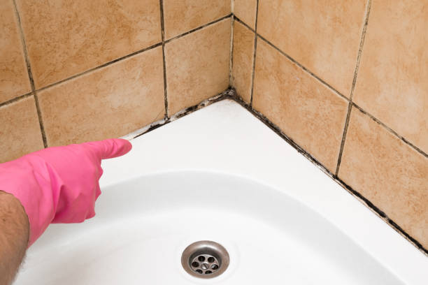 Best Commercial Mold Removal  in Fairlawn, OH
